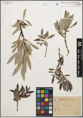 Foto von Salix glauca L. x Salix hastata L.